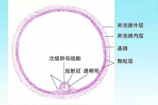 江源县想找代孕中心_做试管婴儿的女性在取卵环节无卵可取