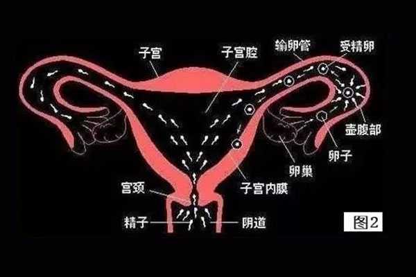 聂荣县代孕中心哪家靠谱_【供卵做试管有年龄限制吗】子宫内膜多发息肉，宫